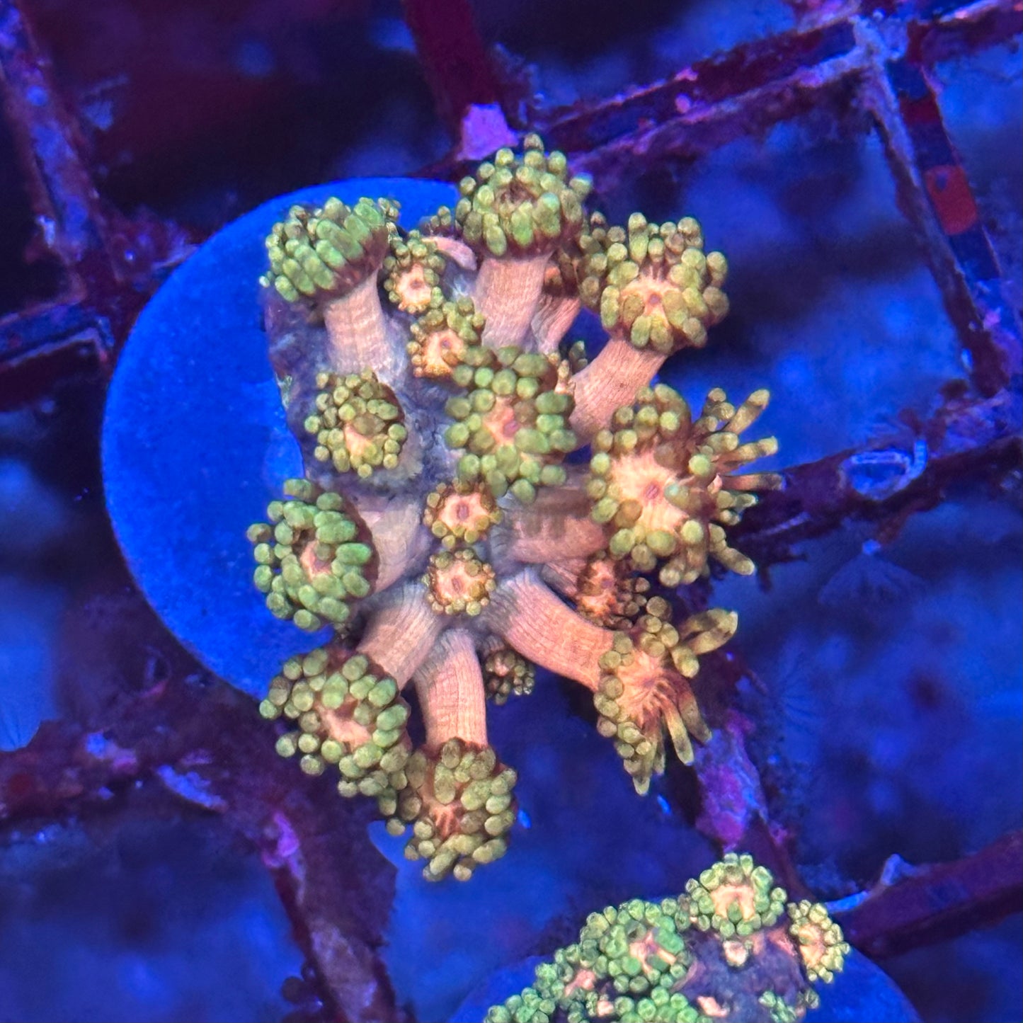 Goniopora / Goni - Islander Corals Cyborg