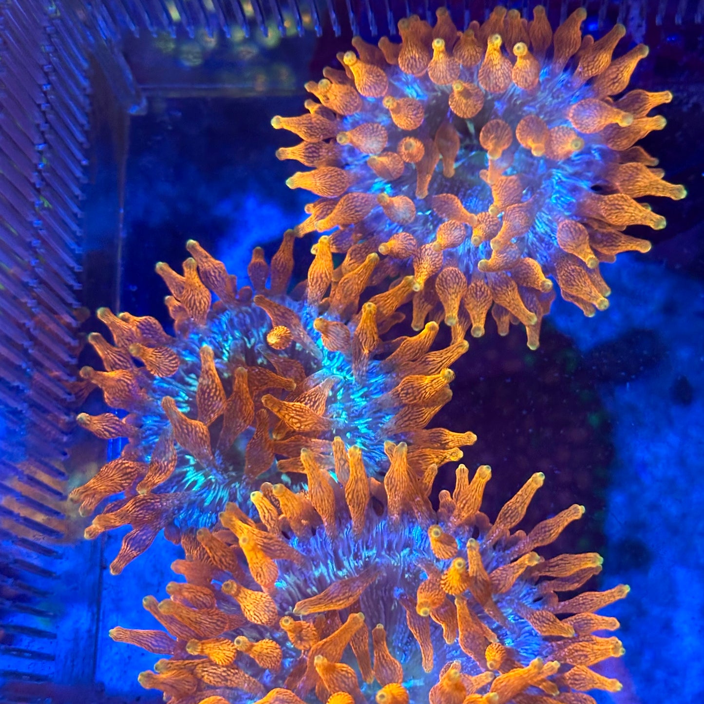 Colorado Sunburst Anemone