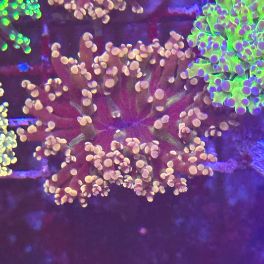 Frogspawn