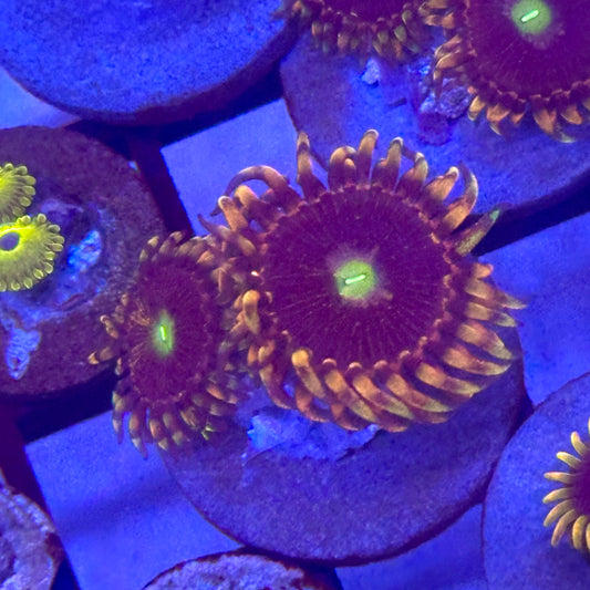 Bozo Birthday Zoa / Zoanthid