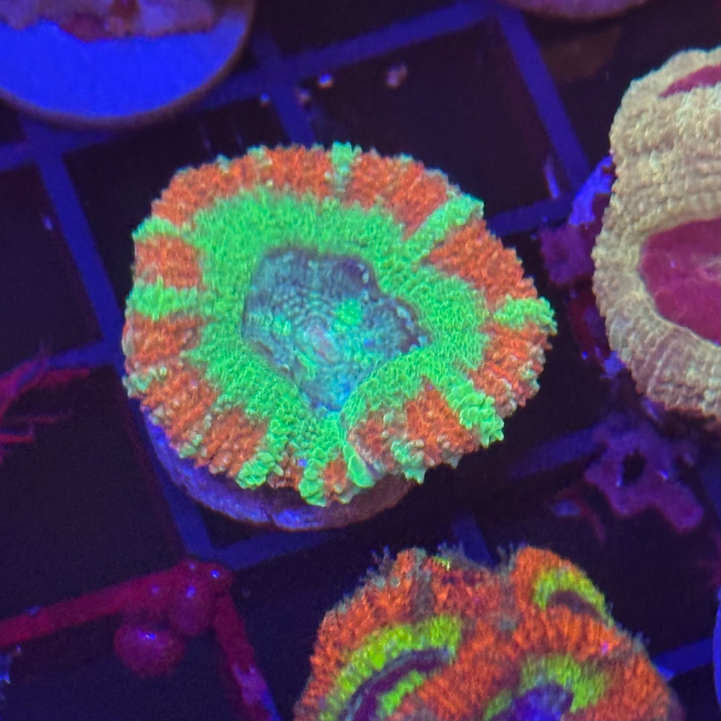 Islander Corals Highroller Acan