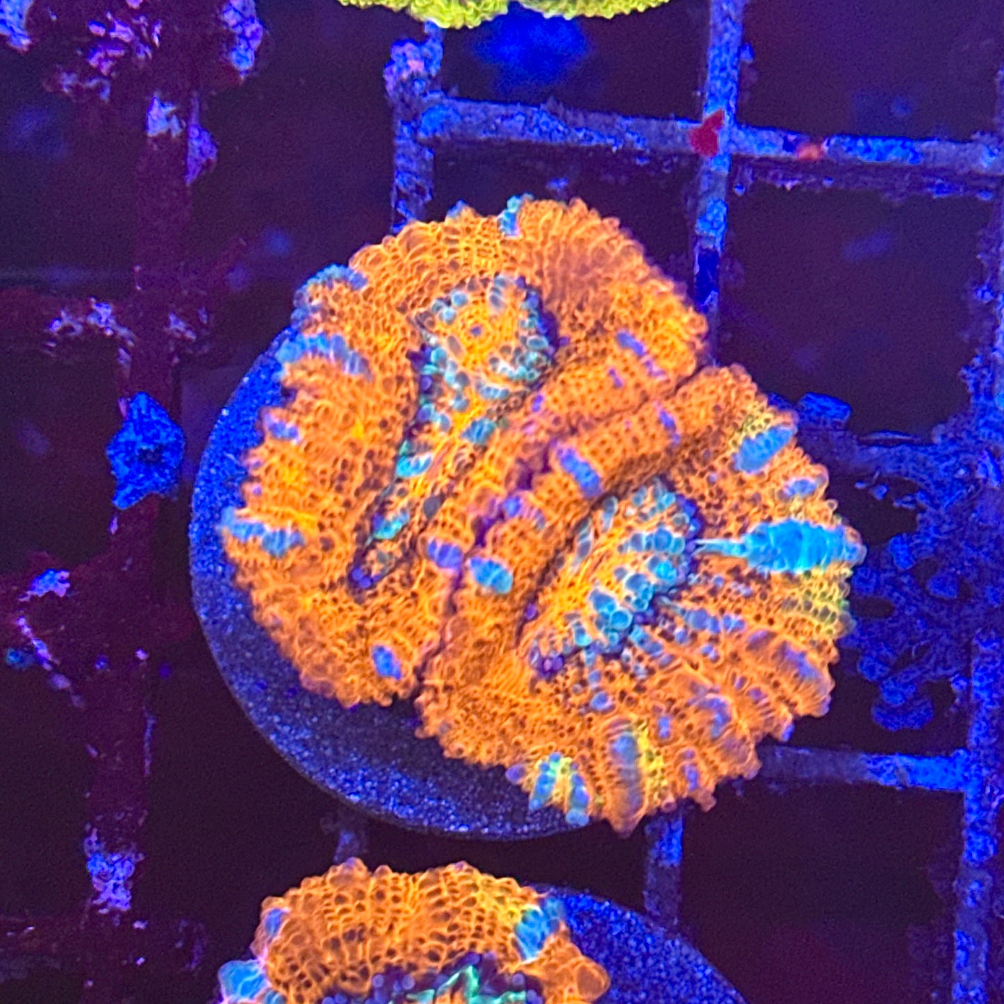 Rainbow Wilsoni