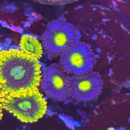 AOI Zoa / Zoanthid