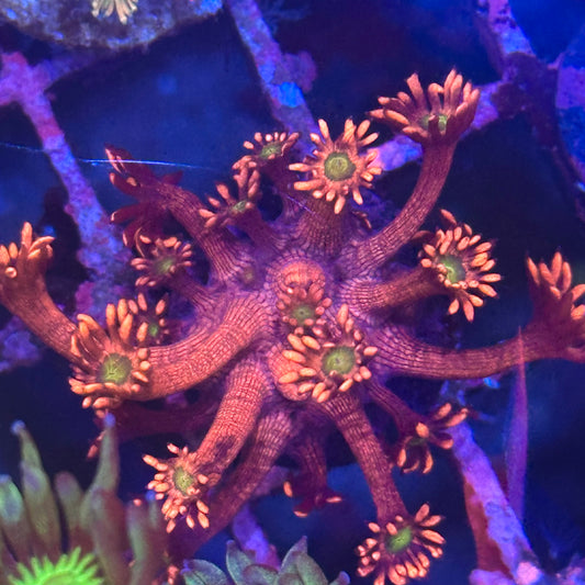 Goniopora / Goni - Red Medusa