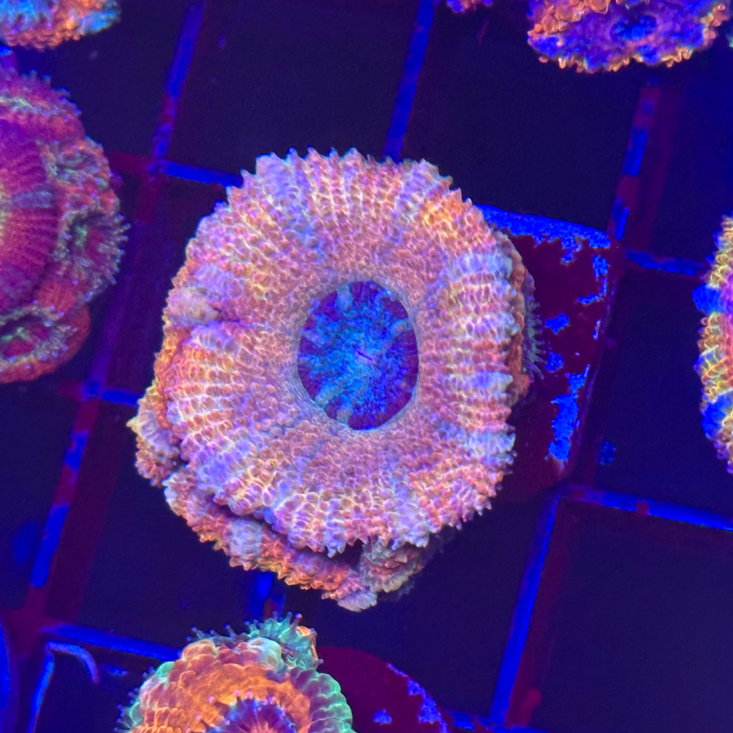 Islander Corals Sweet Tooth Rainbow Acan