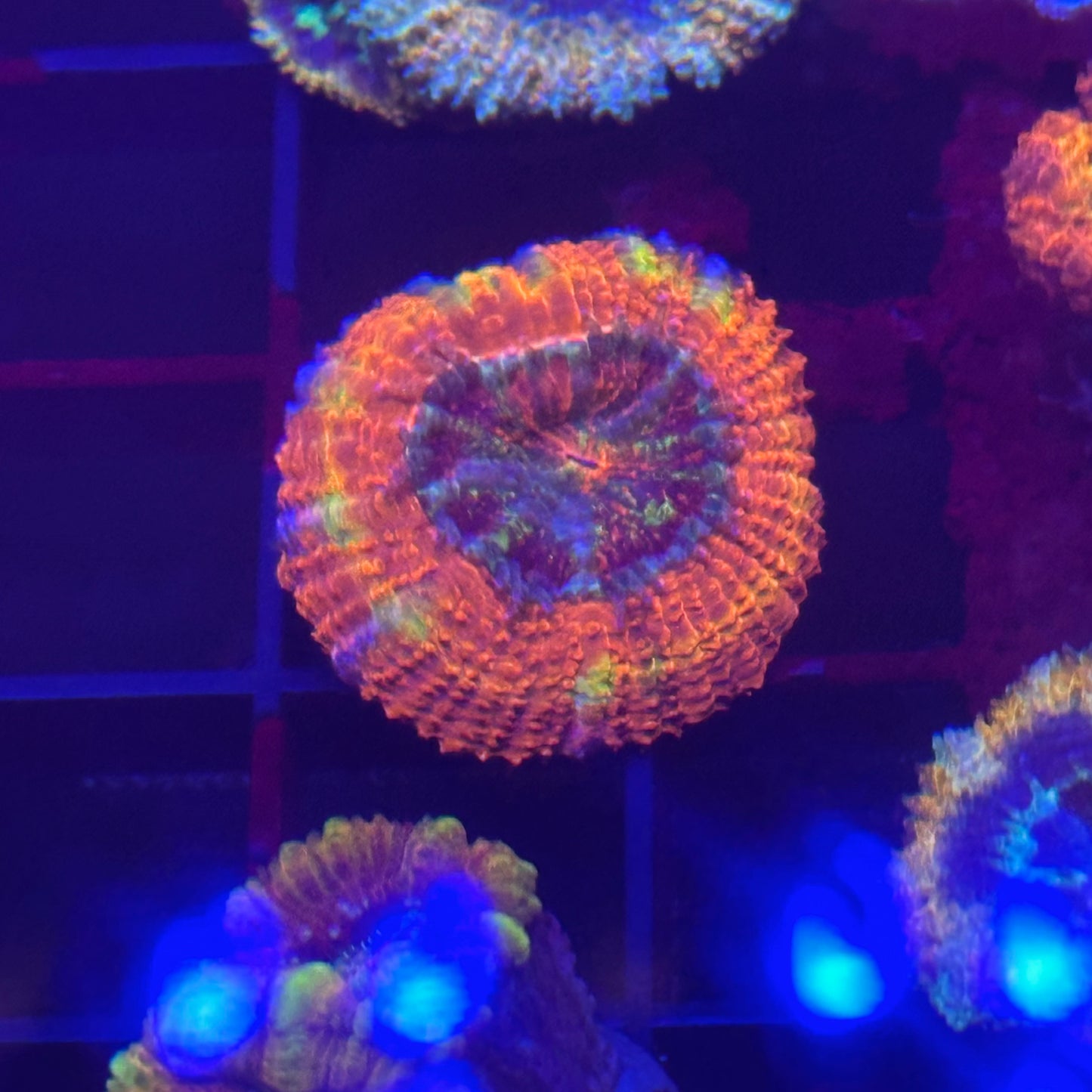Islander Corals Showstopper Rainbow Acan