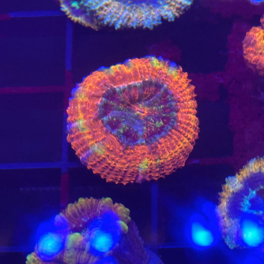Islander Corals Showstopper Rainbow Acan