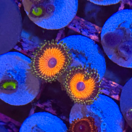 islander Corals Hangover Zoa / Zoanthid