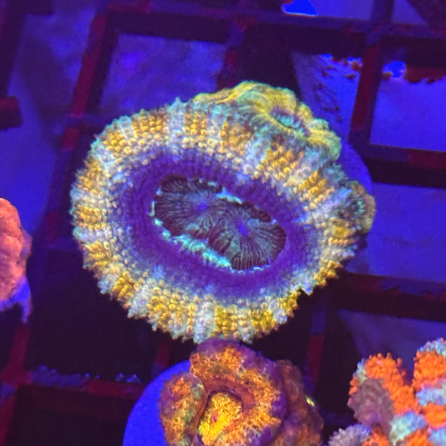 Islander Corals Boomtown Acan