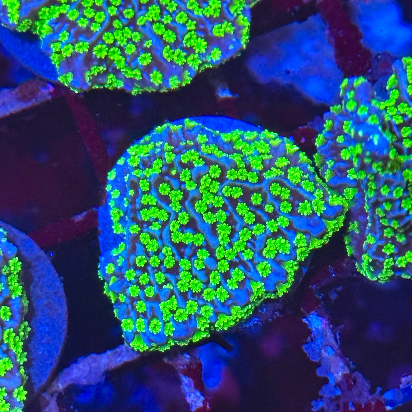 Tubbs Stellata Montipora