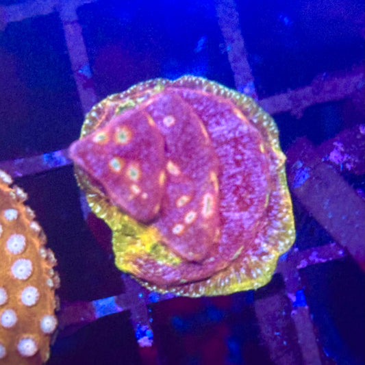 Klepto Lepto Leptoseris Coral