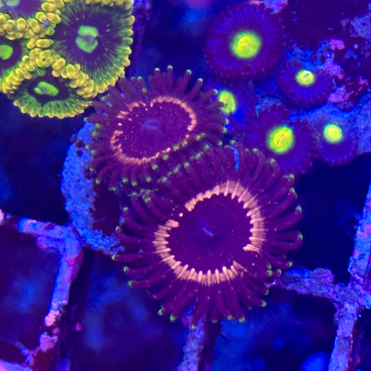 Twizzlers Zoa / Zoanthid