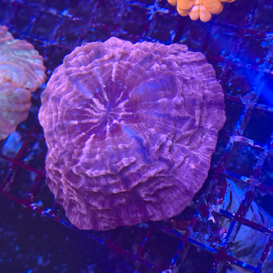 Pink Cynarina Meat Coral