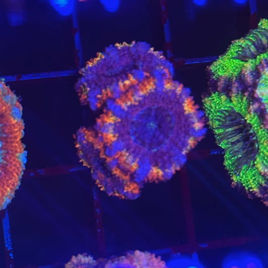 Islander Corals Purple Monster Rainbow Acan