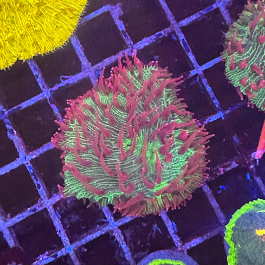 Red Fungia Plate Coral