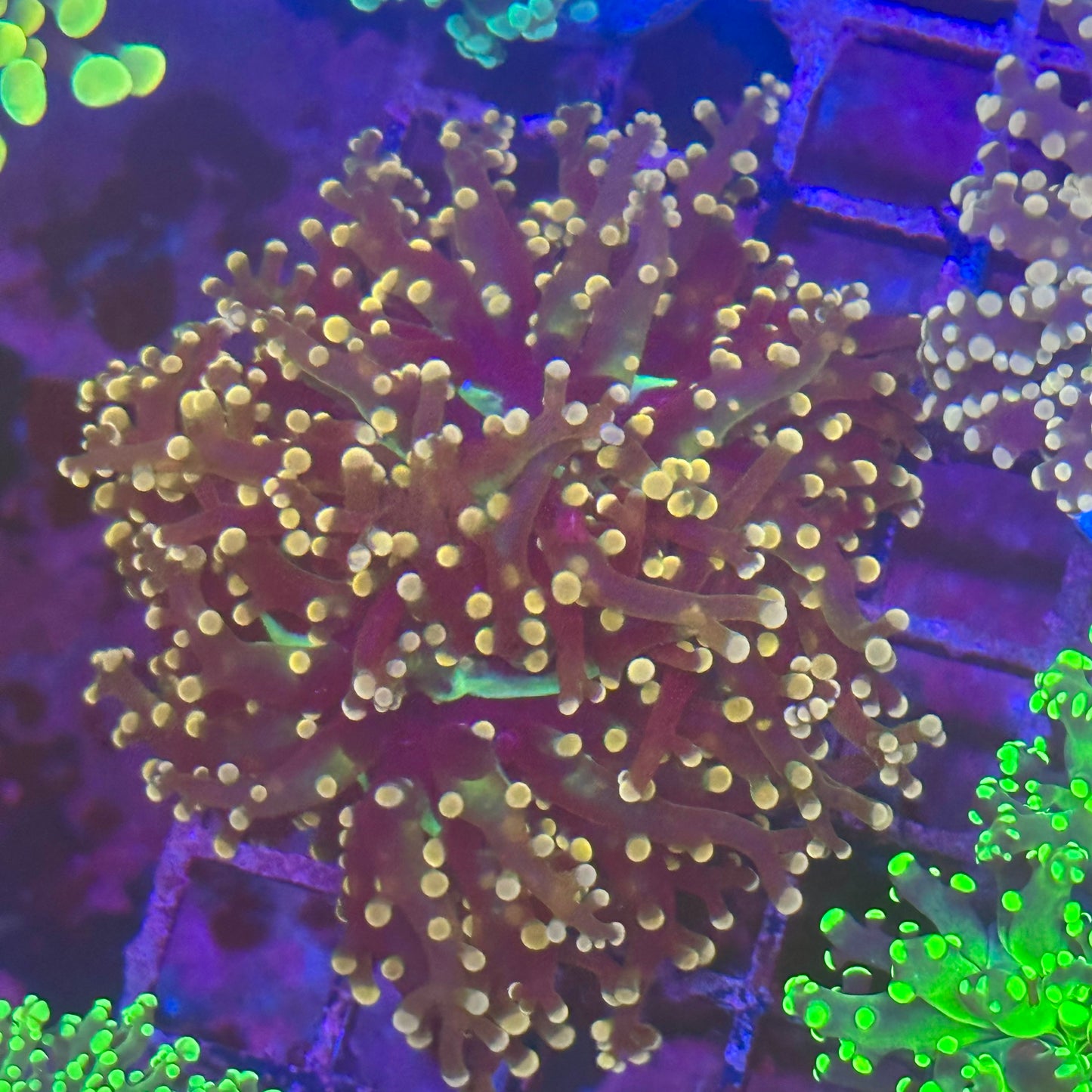 Frogspawn Coral