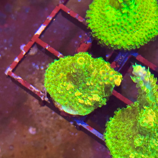 PC Rainbow Acropora