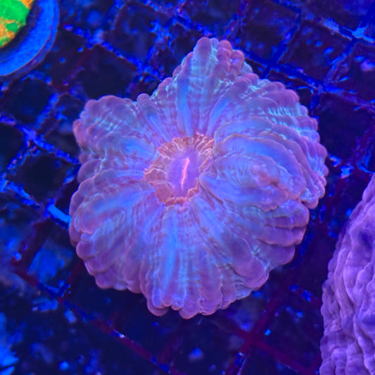 Pink Cynarina Meat Coral