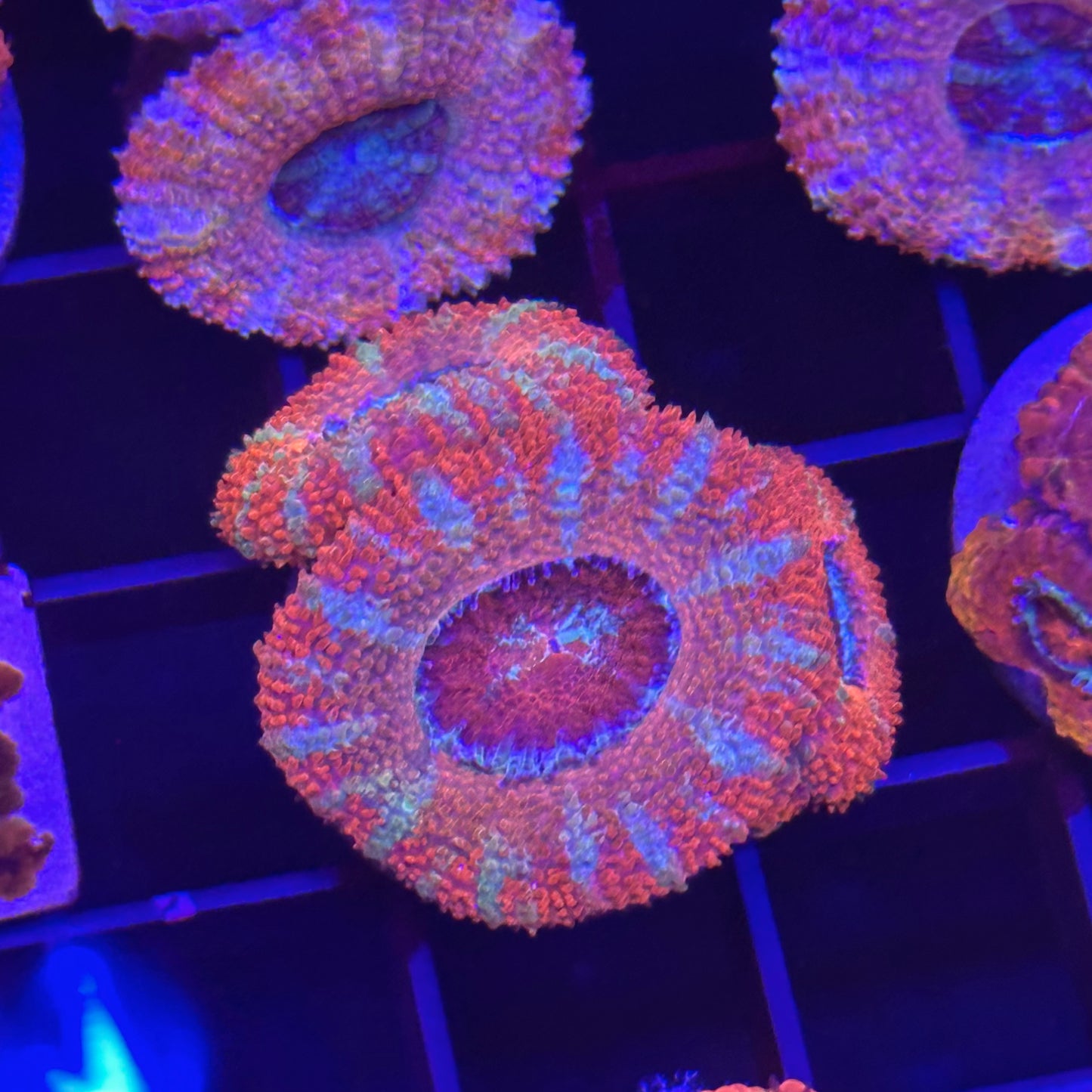 Islander Corals Joyride Acan