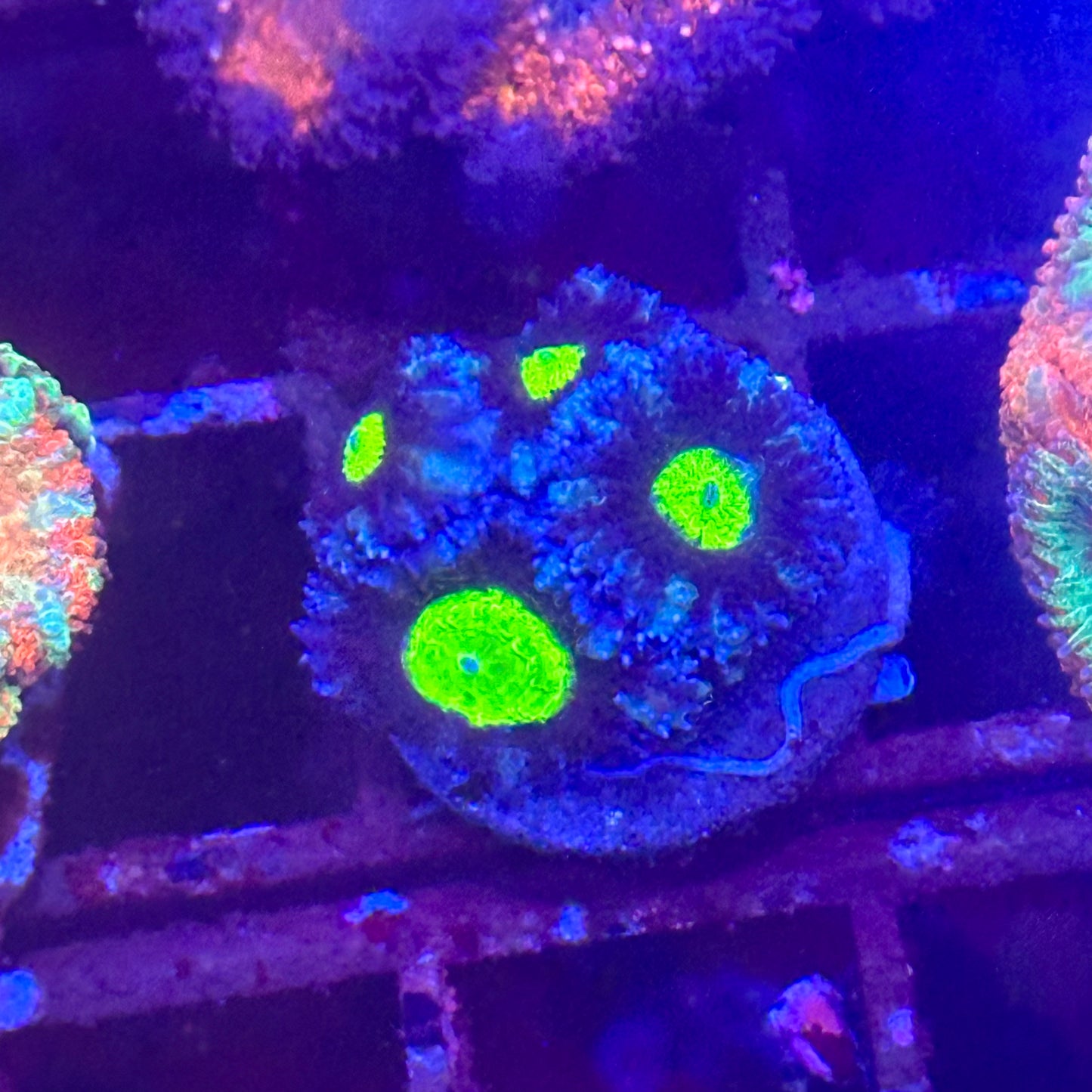 Islander Corals Alien Eyes Micromussa Acan