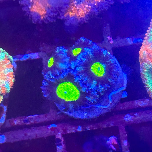 Islander Corals Alien Eyes Micromussa Acan