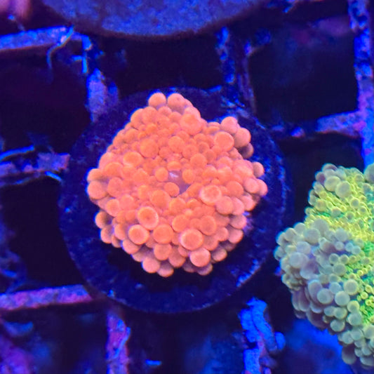 Pink Yuma Mushroom