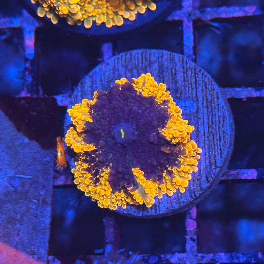 Islander Corals Freddy K Yuma Mushroom