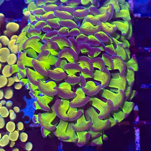 Hammer Coral - Purple Aussie