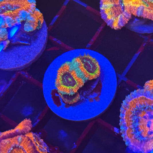 Fruitloops Micromussa Acan
