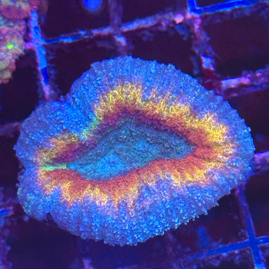 Rainbow Lobo