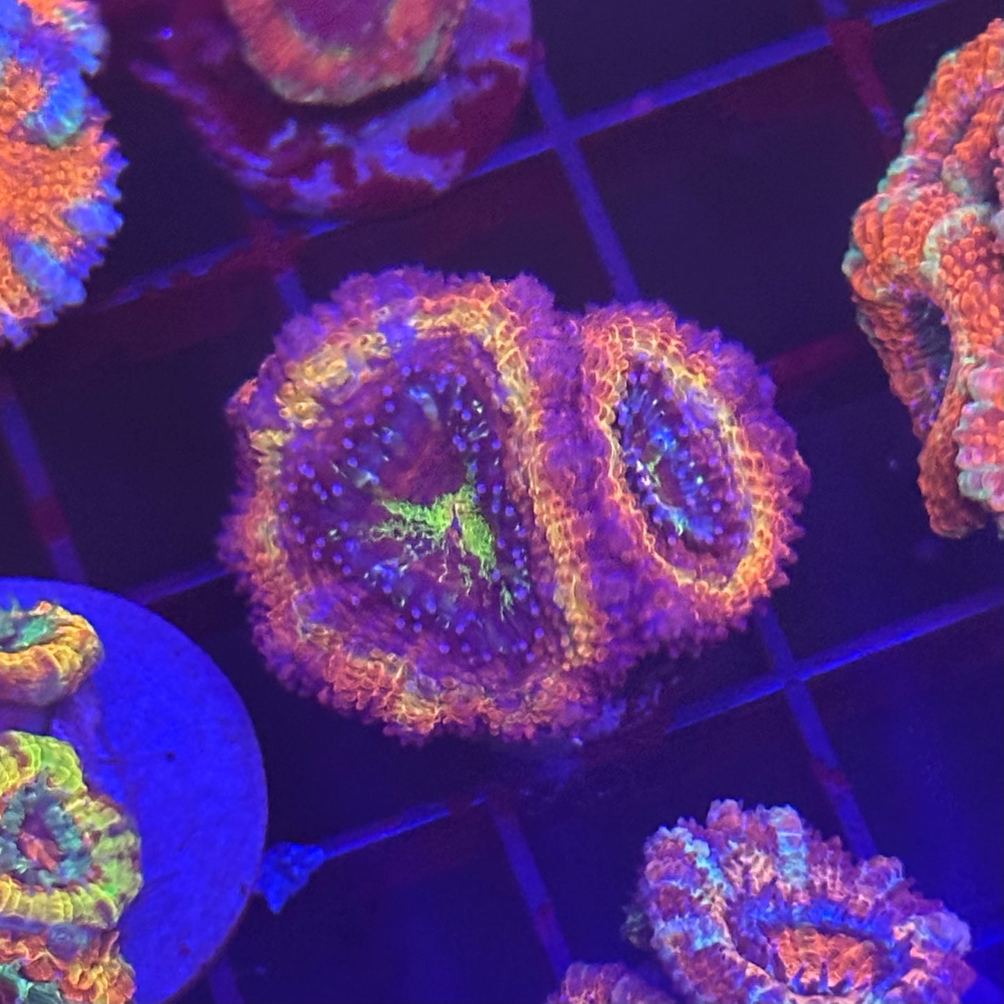 Islander Corals Phantom Rainbow Acan