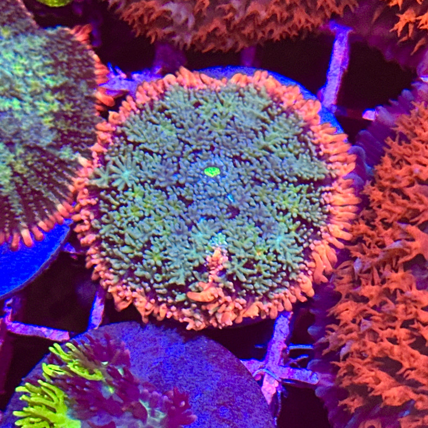Frankenstein Bounce Mushroom
