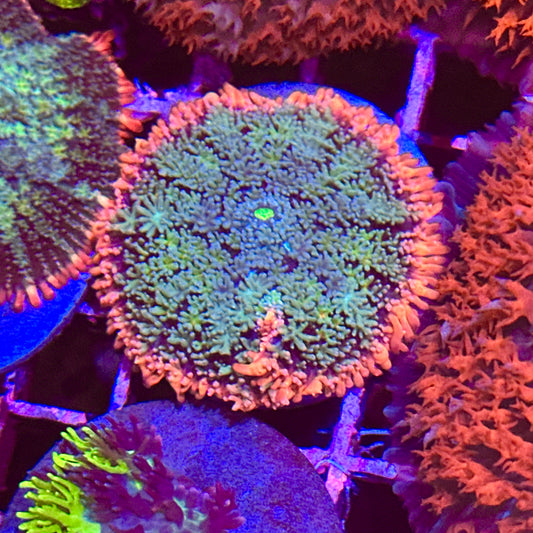 Frankenstein Bounce Mushroom