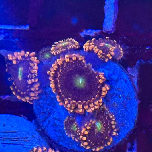 Bozo Birthday Zoa / Zoanthid