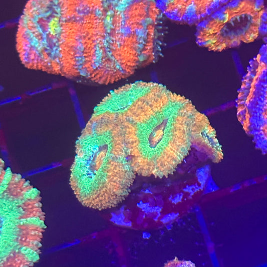 Islander Corals Juicy Fruit Acan