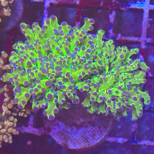 Frogspawn