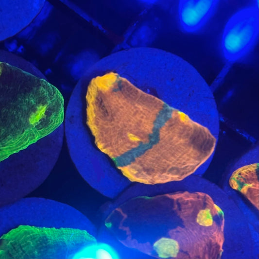 Islander Corals Bandit Rainbow Chalice