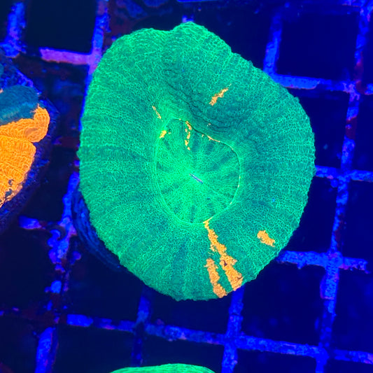 Scoly / Scolymia