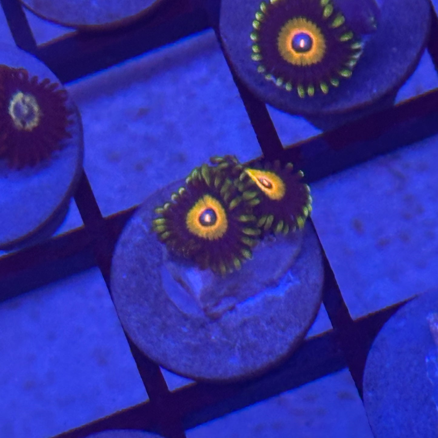 Super Sayan Zoa / Zoanthid