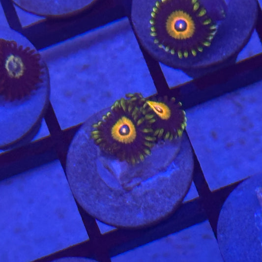 Super Sayan Zoa / Zoanthid