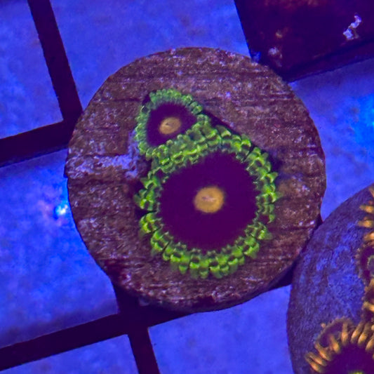 Widowmaker Zoa / Zoanthid