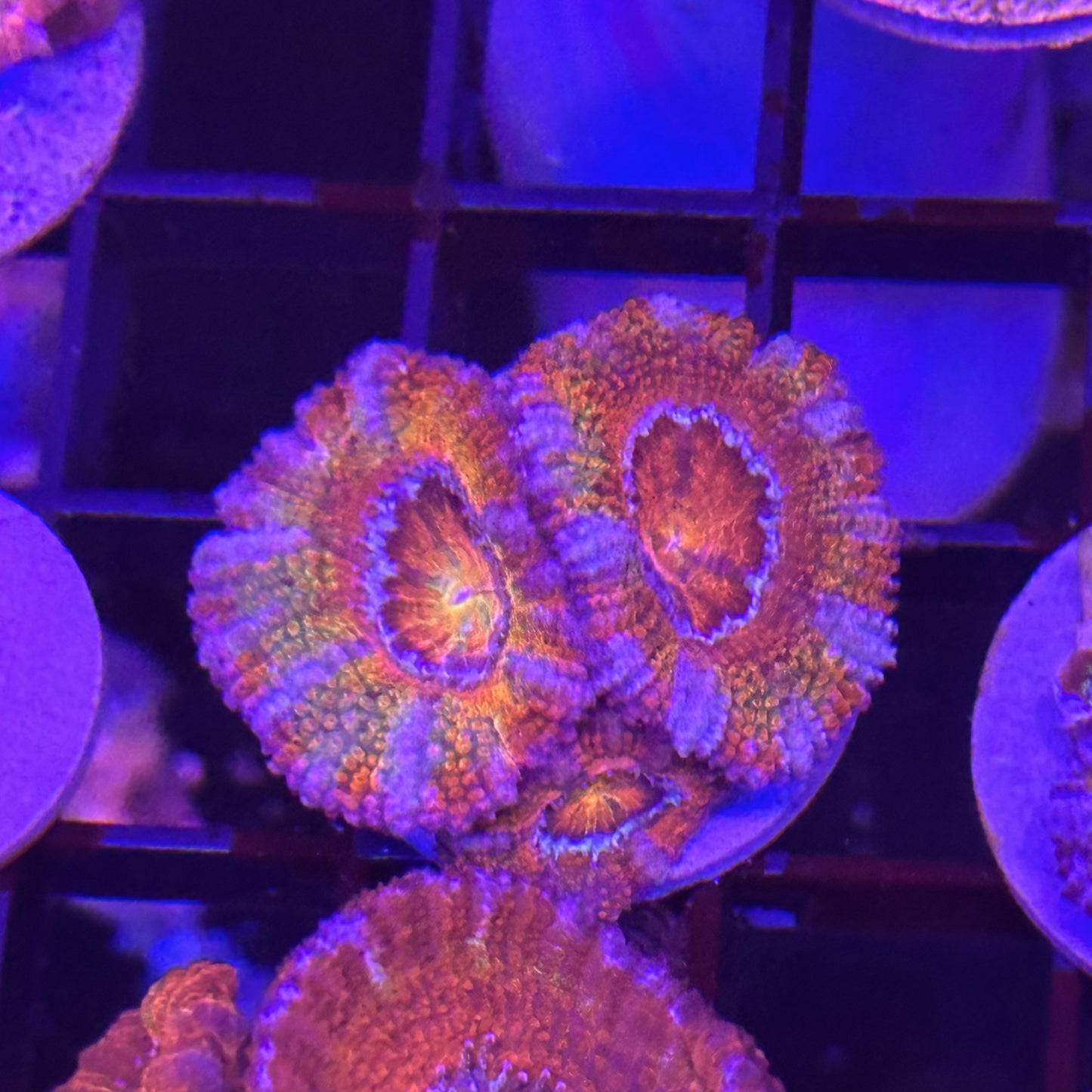 Islander Corals Sweet Tooth Rainbow Acan