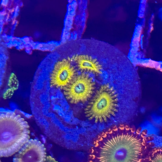 Pikachu Zoa / Zoanthid