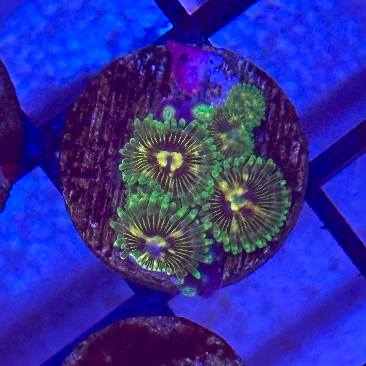 Ninjagos Zoa / Zoanthid