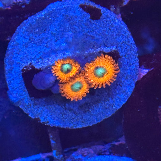 Charmander Zoa / Zoanthid