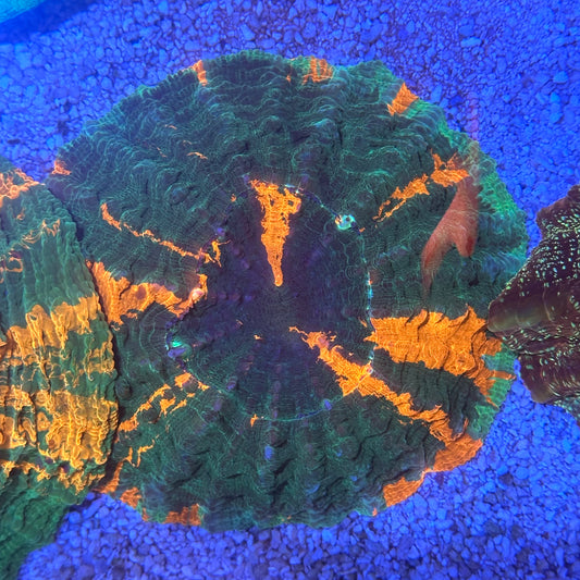 Acanthophyllia / Acantho / Meat Coral