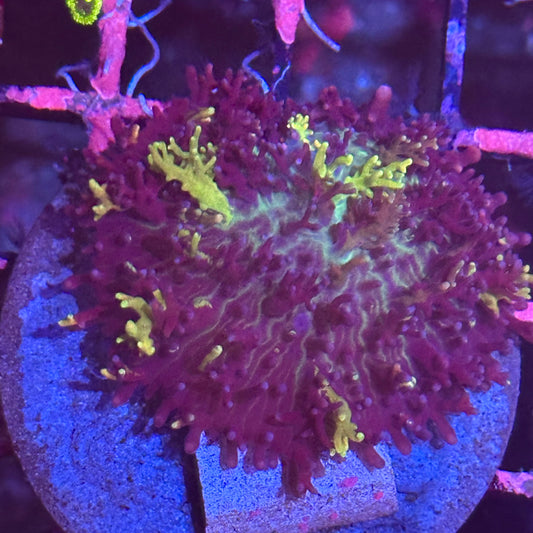 Islander Corals Krypto Carpet Bounce Mushroom