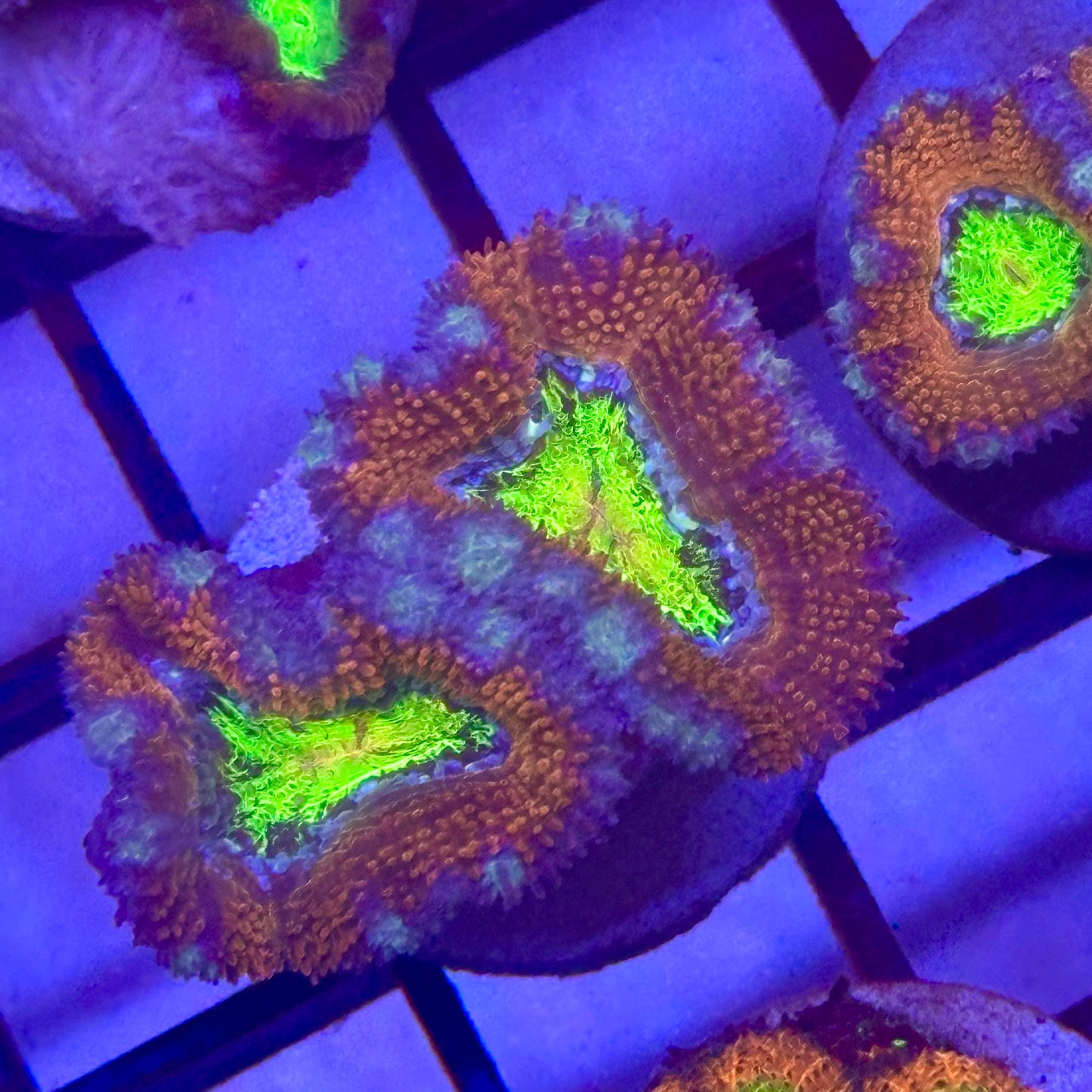 Islander Corals Snake Eyes Acan