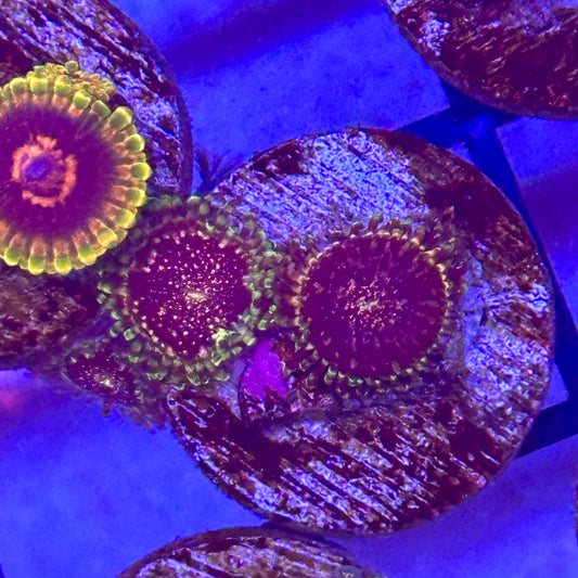 Gizmos Zoa / Zoanthid