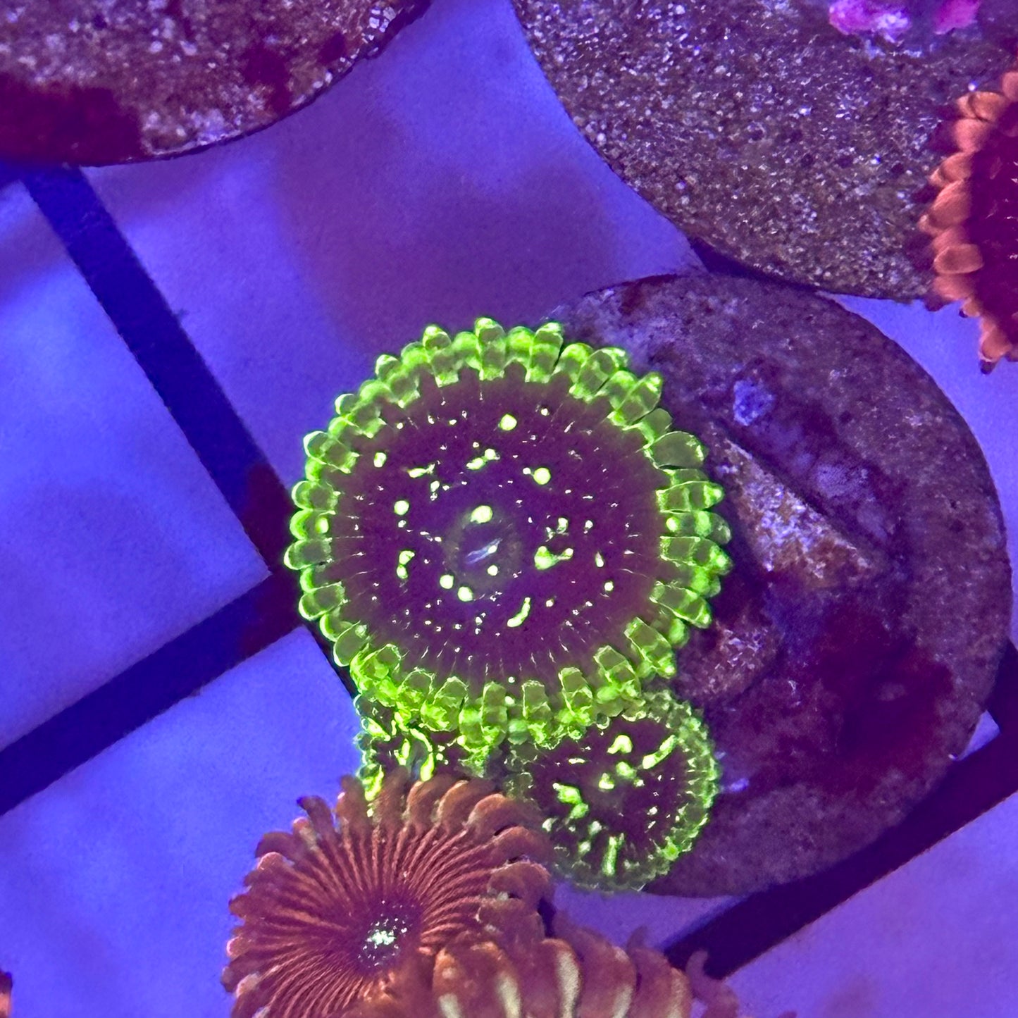Exosphere Zoa / Zoanthid